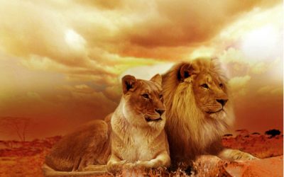 LIONS ROAR – by Chris Thomas