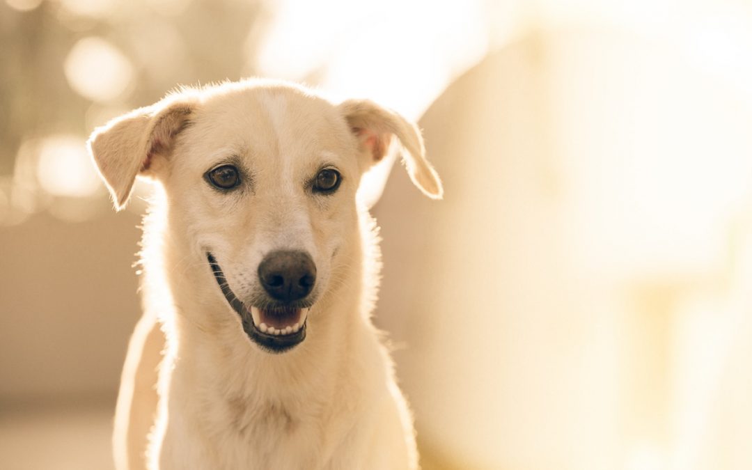 what-is-animal-assisted-therapy-used-by-some-counsellors-aifc