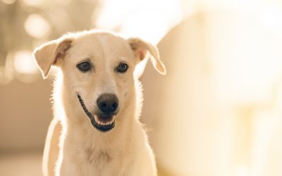 What is Animal Assisted Therapy?