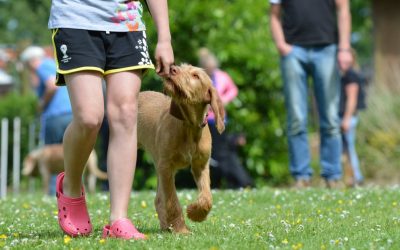 When To Stop Talking To The Dog & Get Counselling