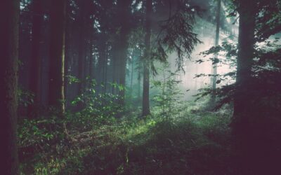 Suffering, Deep Growth, and the Sacred Role of a Christian Counsellor