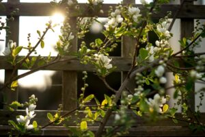 A wooden trellis with blossoming white flowers in sunlight, symbolising how a Rule for Life supports growth and flourishing in Christian counselling.